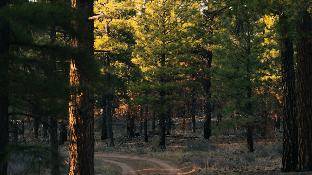 Breaking the Anxious-Avoidant Cycle